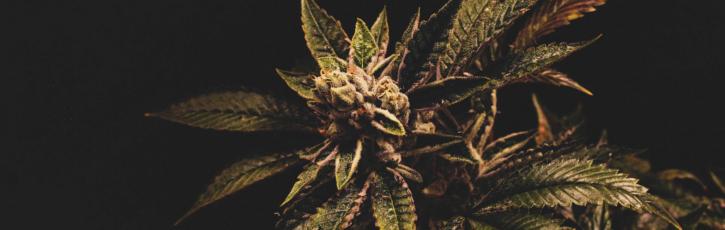Image for Lucy Sky Cannabis Boutique with ID of: 3609749