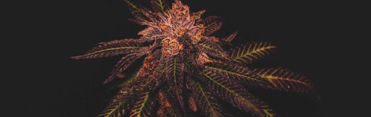 Image for Lucy Sky Cannabis Boutique with ID of: 3609751
