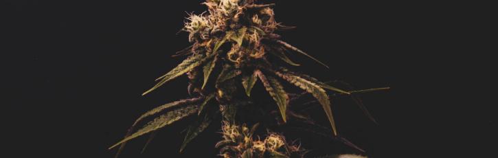 Image for Lucy Sky Cannabis Boutique with ID of: 3609760