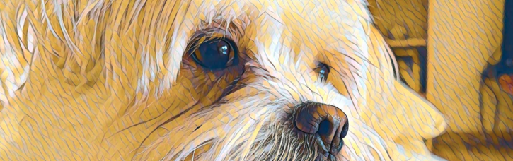 Image for Dog City with ID of: 3610545