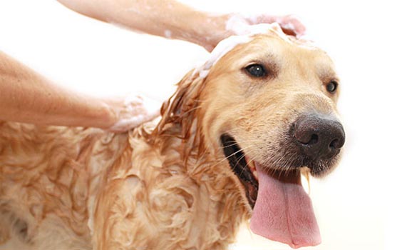 Image for Dog City with ID of: 3610548