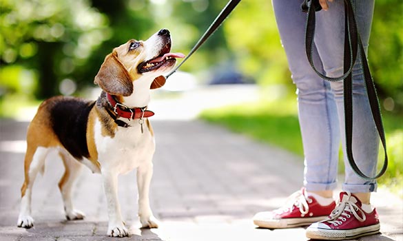 Image for Dog City with ID of: 3610550