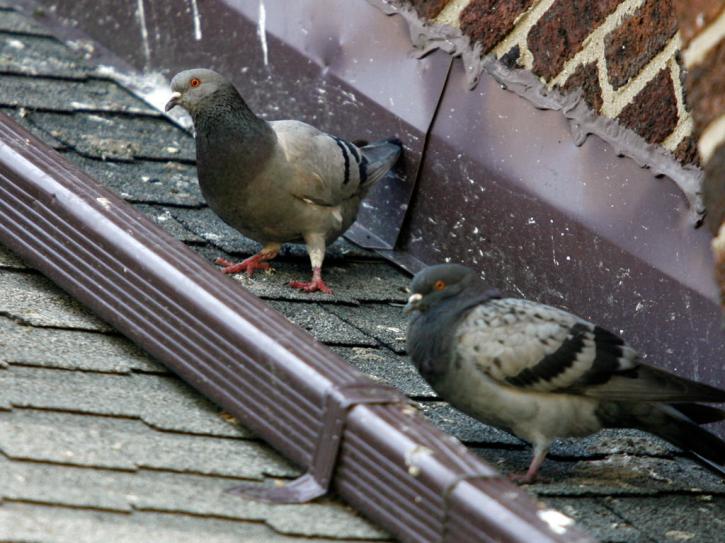 Image for Black Diamond Pest Control with ID of: 3610577