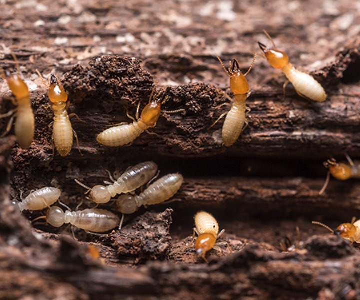 Image for Black Diamond Pest Control with ID of: 3610581