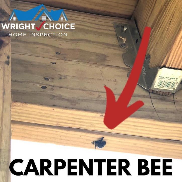 Image for Black Diamond Pest Control with ID of: 3610586