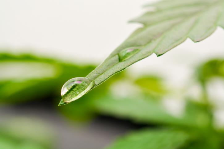 Image for KindHealth with ID of: 3612725