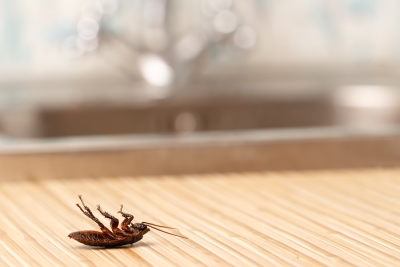 Image for Schopen Pest Solutions with ID of: 3613047