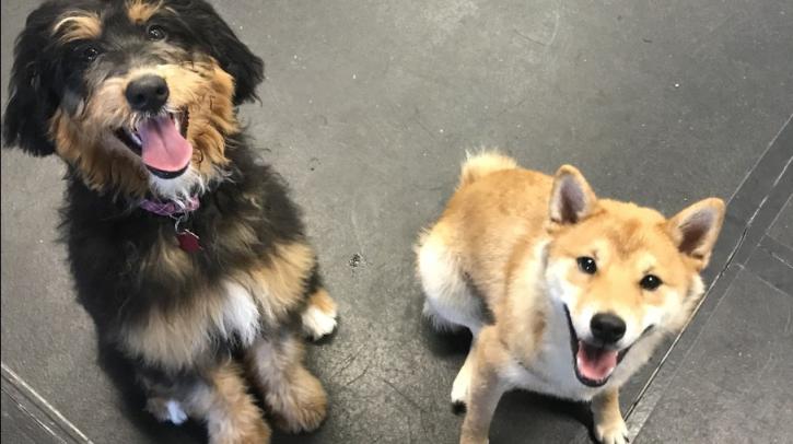 Image for Puppy Power Dog Training Classes with ID of: 3613119