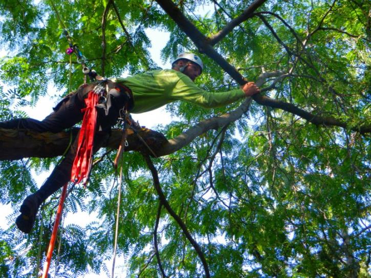 Image for Low Stump Tree Service with ID of: 3613242