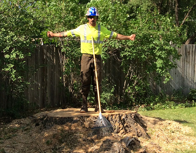 Image for Low Stump Tree Service with ID of: 3613247