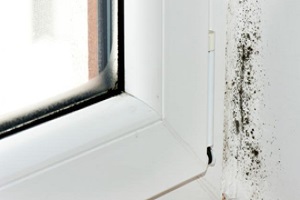 Image for Black Mold Removal Inc with ID of: 3617366
