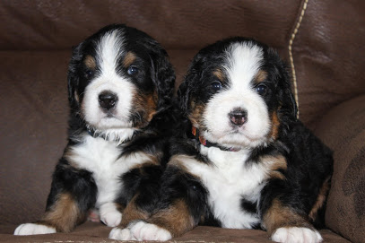 Image for Oh Behave Canine Pawllege with ID of: 3617639