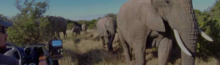 Image for Nairobi Kenya Safari Trips with ID of: 3617676