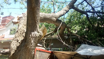 Image for J Carty's Tree Service Ltd (McCordick) with ID of: 3617784