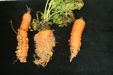 Image for Nematicides Market Study By Types, End-Users & Top Key Players - Bayer CropScience AG, Adama Agricultural Solutions Ltd., FMC Corporation, Monsanto with ID of: 3617954
