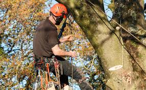 Image for Get Best & Affordable Tree Removal Services in Troy, MI, USA with ID of: 3618574
