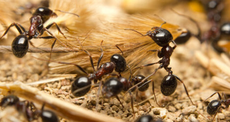 Image for Ant Removal In Milton with ID of: 3618680