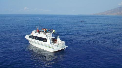 Image for Maui Boat Trips with ID of: 3620129