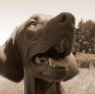 Image for Lincoln Avenue Veterinary Clinic with ID of: 3621778