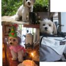Image for Lincoln Avenue Veterinary Clinic with ID of: 3621780