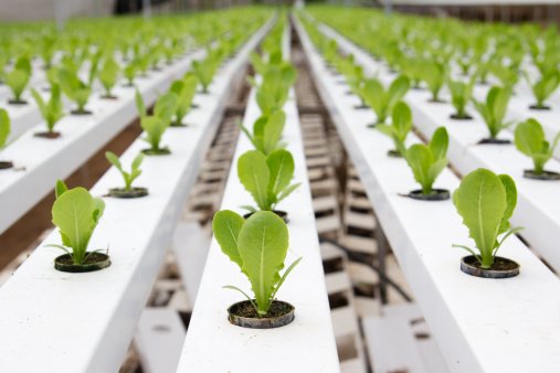 Image for Hydroponics Market Report | Industry Size, Share and Forecast To, 2025 with ID of: 3625916