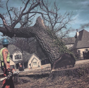 Image for Trees by Jake with ID of: 3627847
