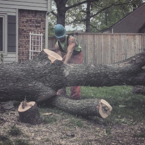 Image for Trees by Jake with ID of: 3627849