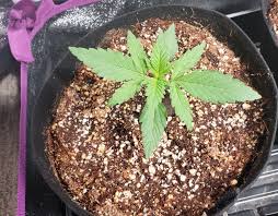 Image for Coco For Cannabis with ID of: 3629839