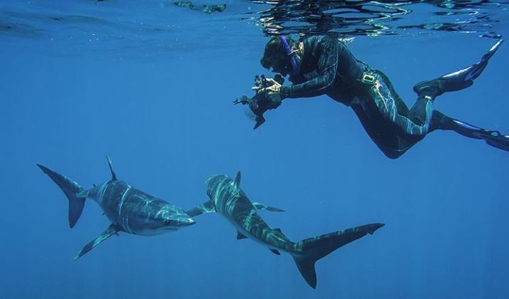 Image for Baja Shark Experience with ID of: 3634593