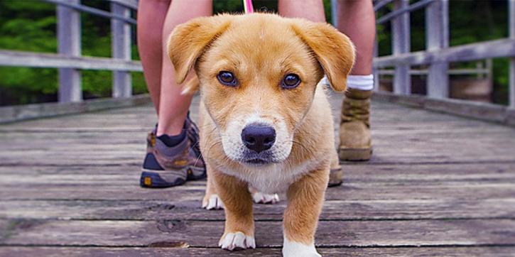Image for Paws to Consider with ID of: 3635826