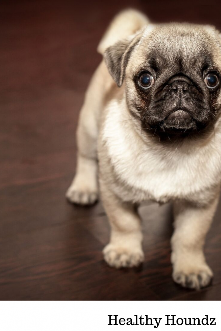 Image for DOG TRAINING TORONTO with ID of: 3641409