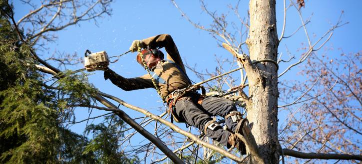 Image for Claudio Tree Work & Landscaping LLC with ID of: 3642251