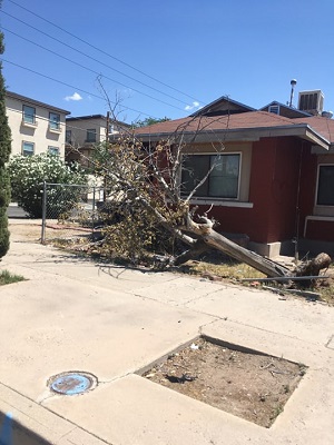 Image for El Paso Tree Removal with ID of: 3642515