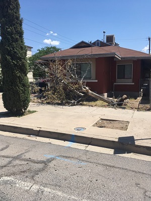 Image for El Paso Tree Removal with ID of: 3642517