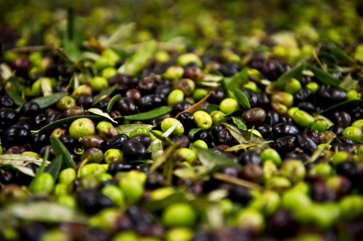 Image for Oliva Di Vita with ID of: 3649010