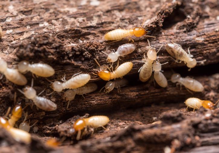 Image for Termite Control Market - Size, Trends, and Forecast till 2025 with ID of: 3652953