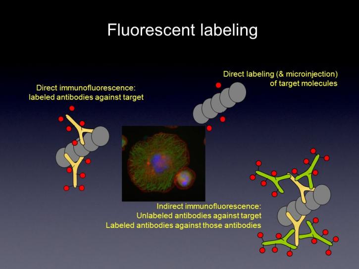 Image for Fluorescent labeling with ID of: 3654952
