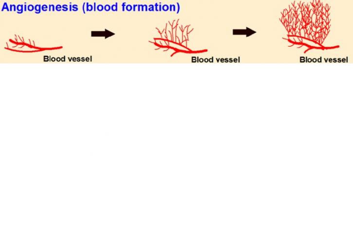 Image for angiogenesis pathway with ID of: 3657007