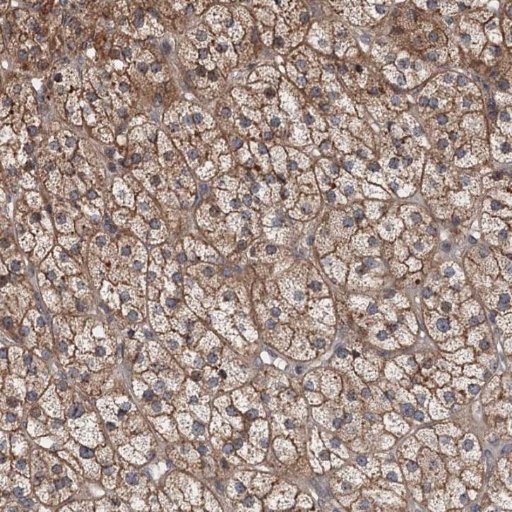 Image for agrp antibody with ID of: 3657013