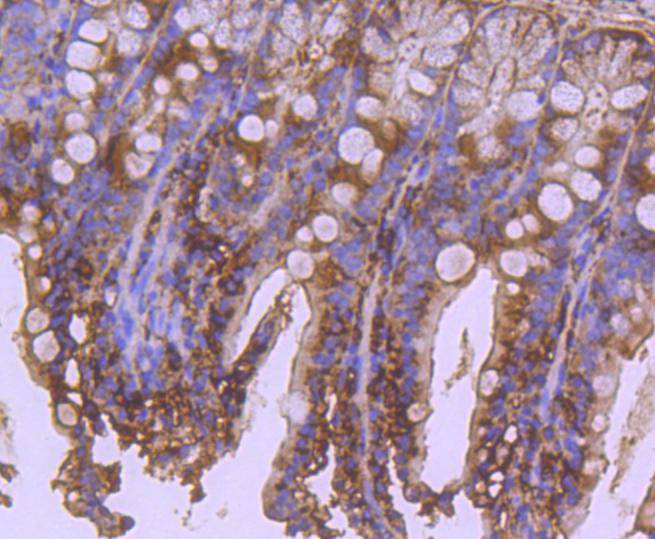 Image for apaf 1 antibody with ID of: 3657018