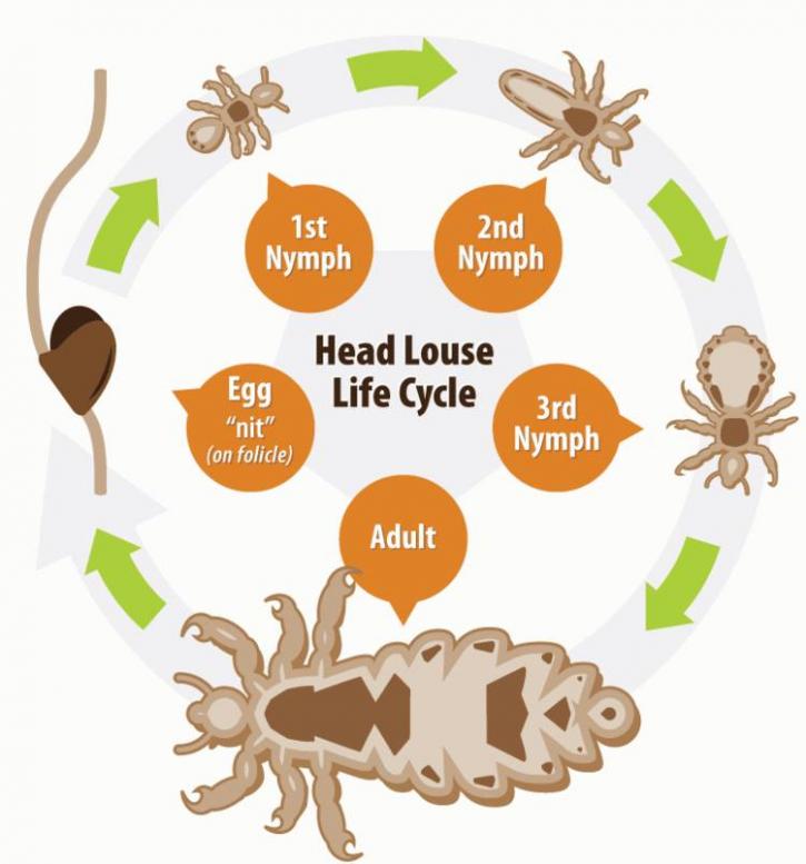 Image for Lice Be Gone with ID of: 3659979