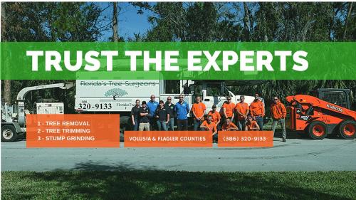 Image for Florida's Tree Surgeons with ID of: 3664373