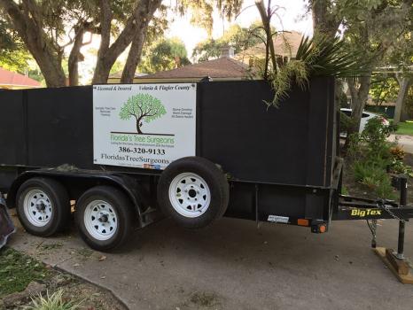Image for Florida's Tree Surgeons with ID of: 3664388