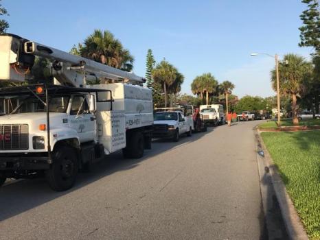 Image for Florida's Tree Surgeons with ID of: 3664389
