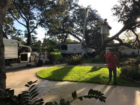 Image for Florida's Tree Surgeons with ID of: 3664393