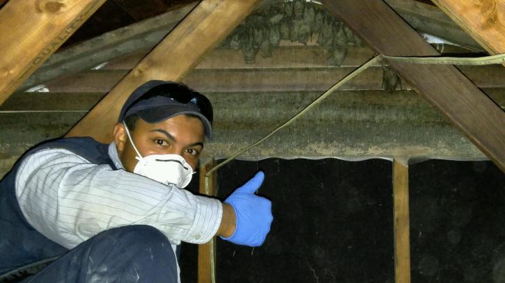 Image for Budget Pest Control, Inc. with ID of: 3666304