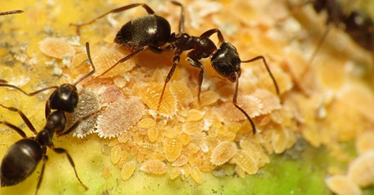 Image for Budget Pest Control, Inc. with ID of: 3667310
