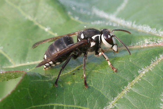 Image for Budget Pest Control, Inc. with ID of: 3667311