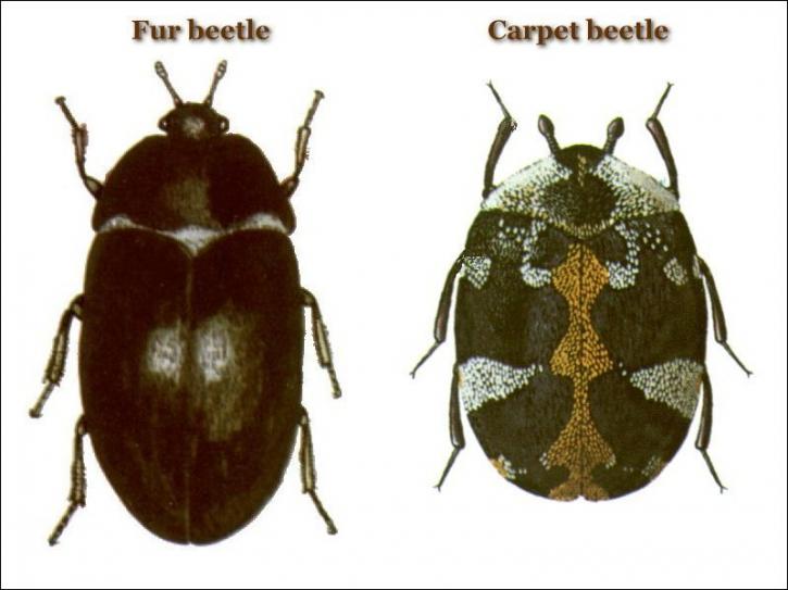 Image for Budget Pest Control, Inc. with ID of: 3668139
