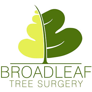 Image for Broadleaf Tree Surgery with ID of: 3668194